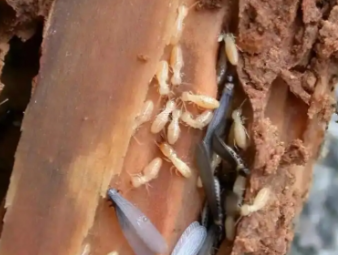 咸阳市白蚁防治公司分享梅雨季白蚁爆发高峰期，全屋防潮防虫实操攻略